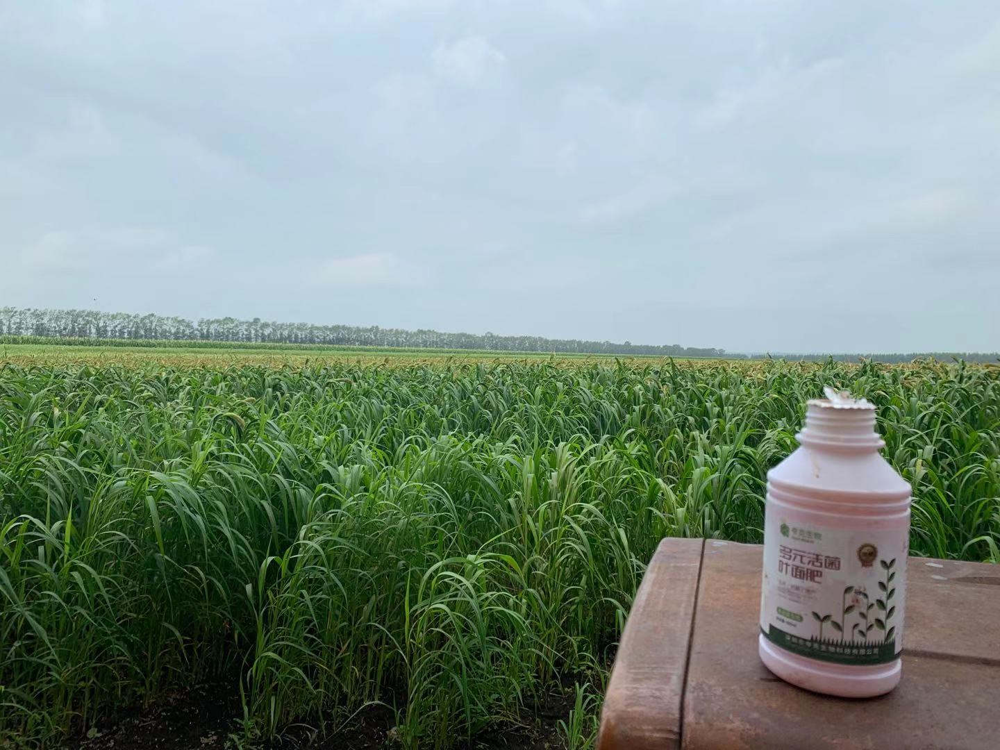 发展历程